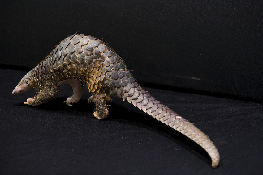 pangolins